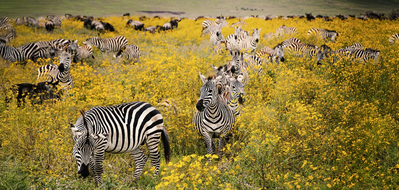 East Africa’s Golden Savannahs